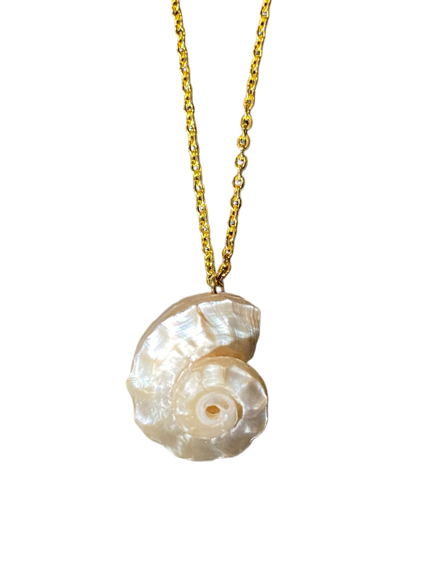 Delphinula Conch Necklace